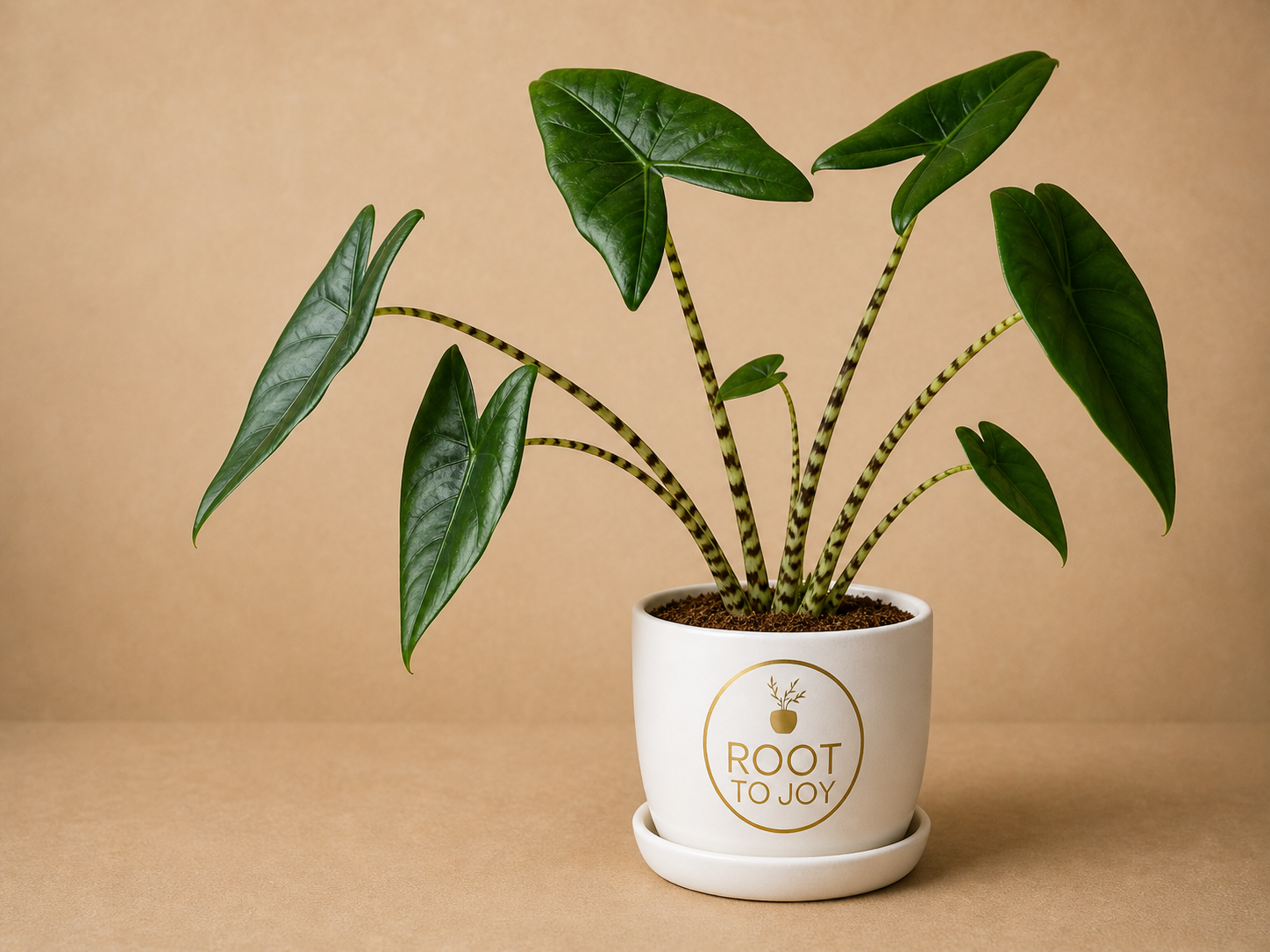 Alocasia