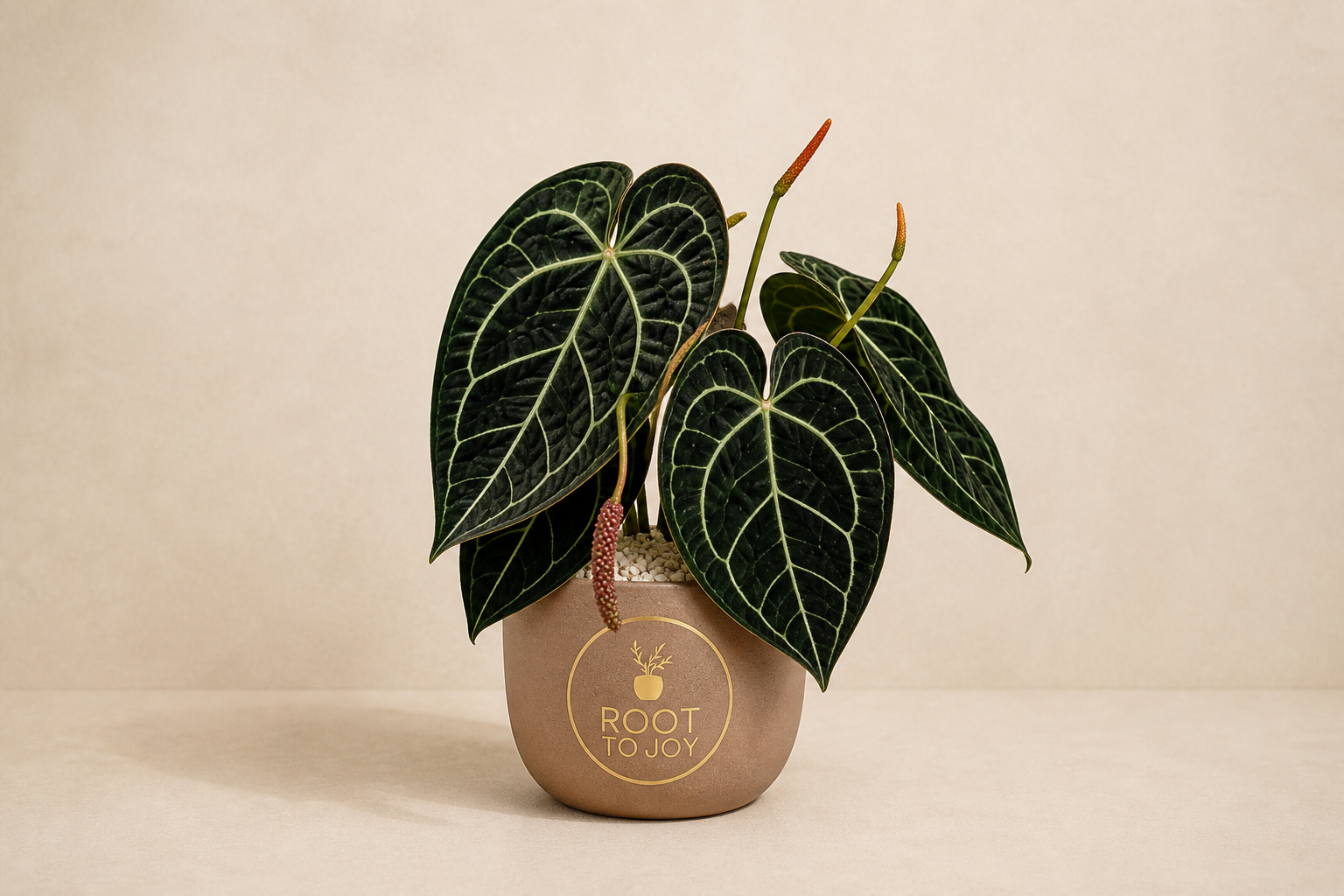 Anthurium