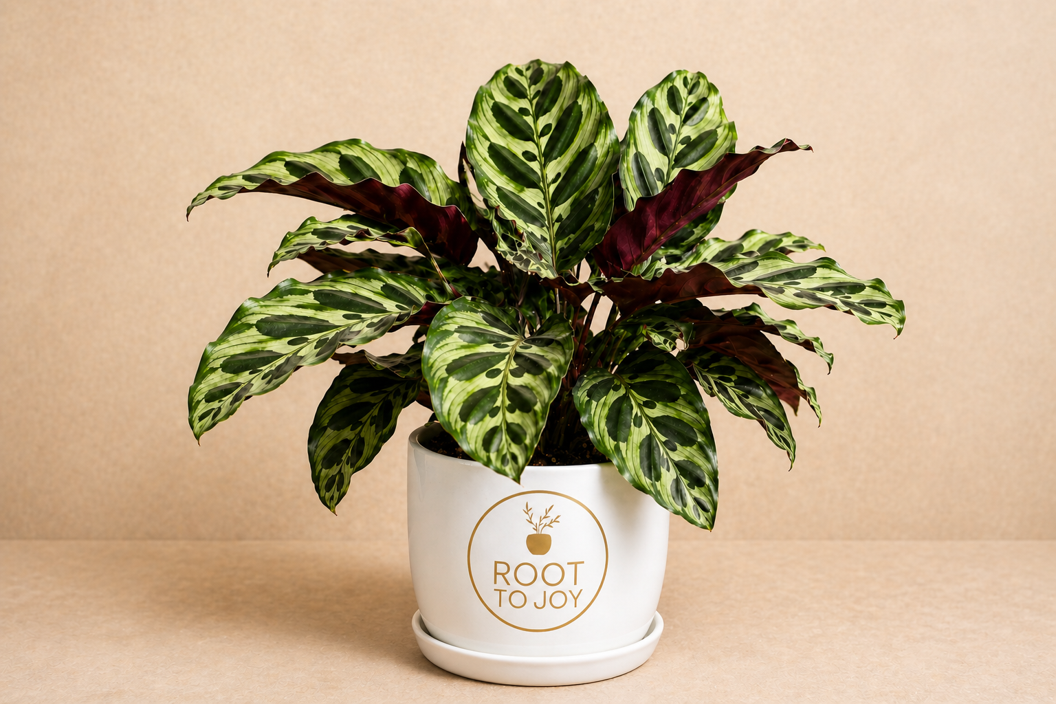 Calathea