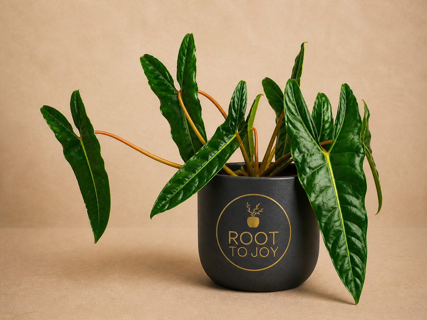Philodendron