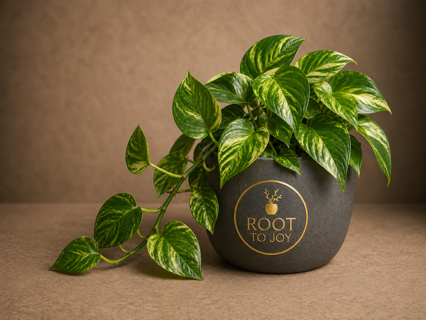 Epipremnum