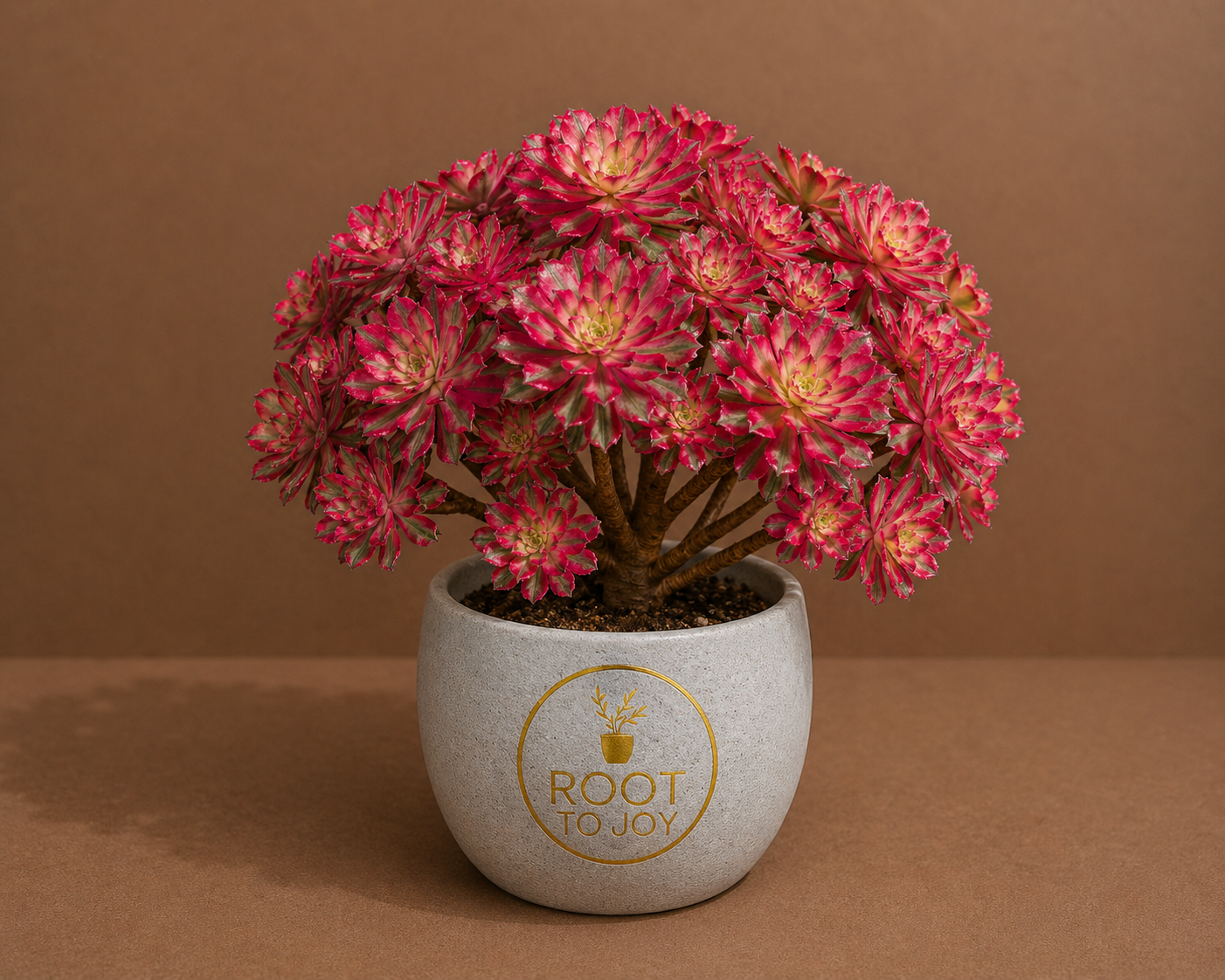 Succulents/Cactus