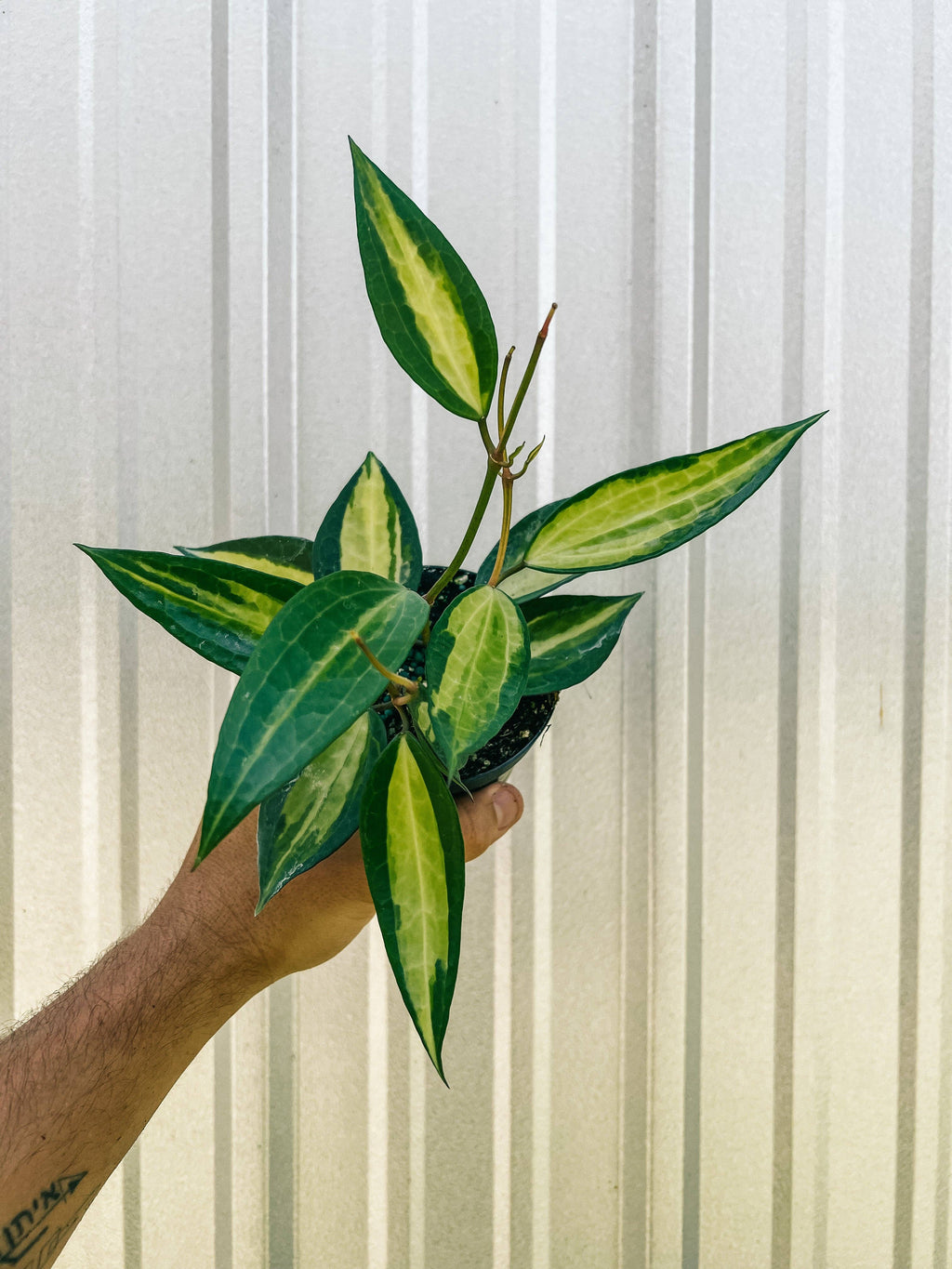 4" Variegated Hoya Macrophylla 'Pot of Gold'