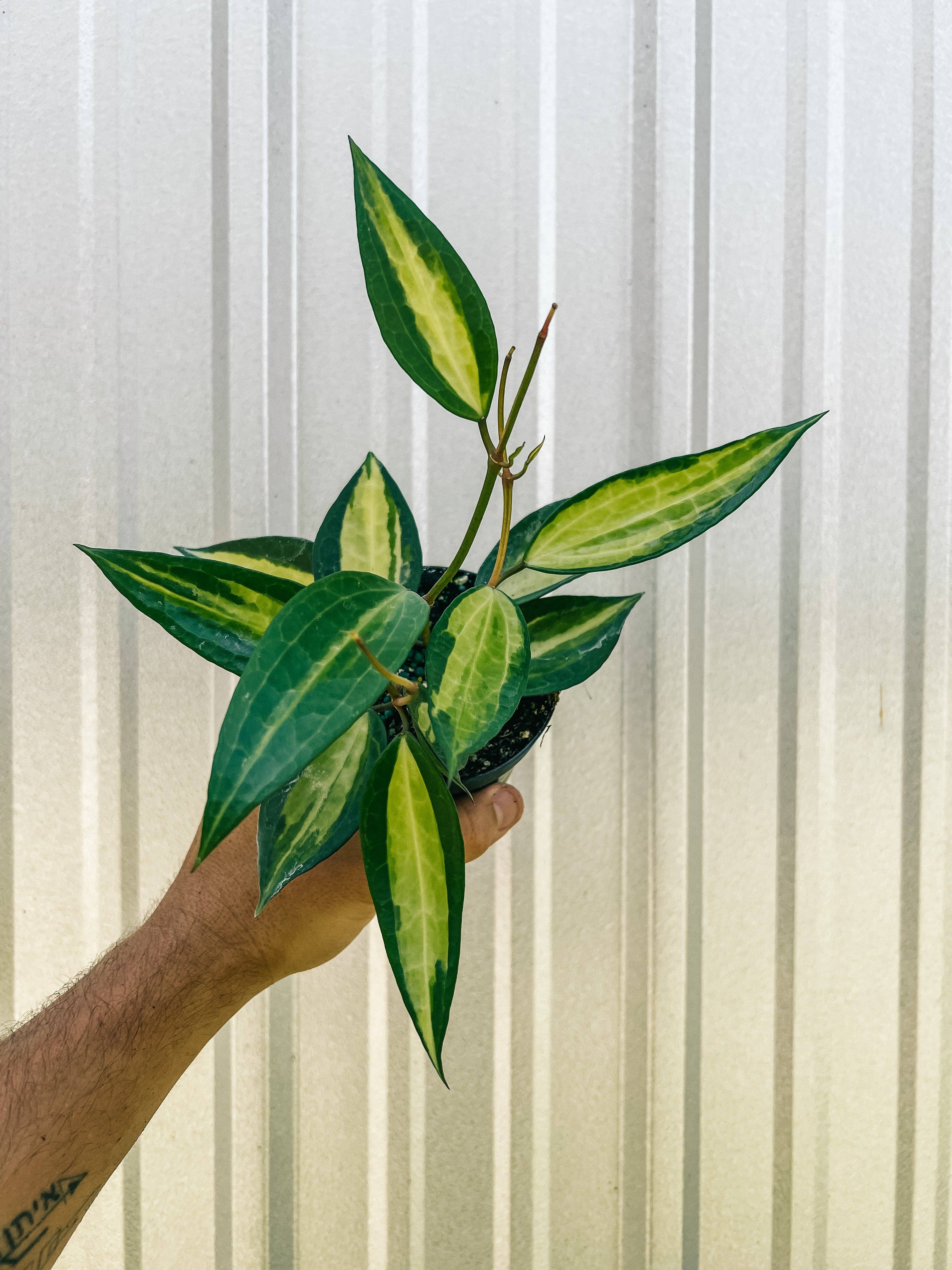 4" Variegated Hoya Macrophylla 'Pot of Gold'