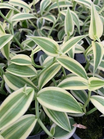 Vanilla Planifolia Super Variegated