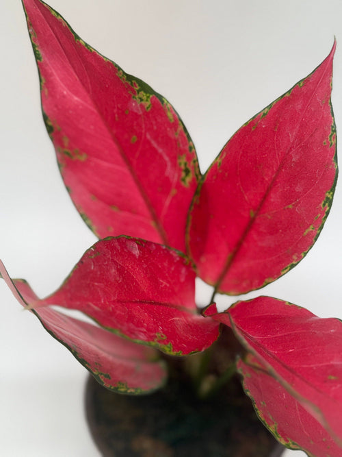 Aglaonema 'Ruby Garuda': 4" Pot