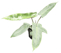 Philodendron Atabapoense