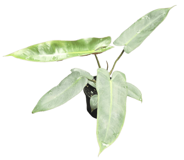 Philodendron Atabapoense
