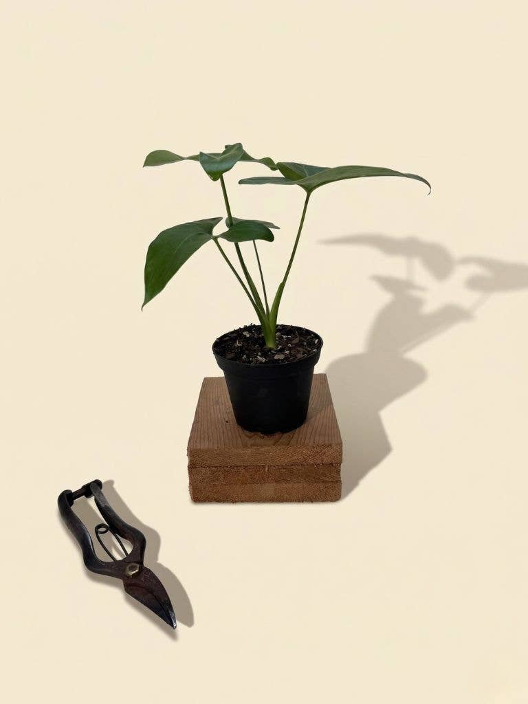 4" Thaumatophyllum Spruceanum (Philodendron Goeldii)