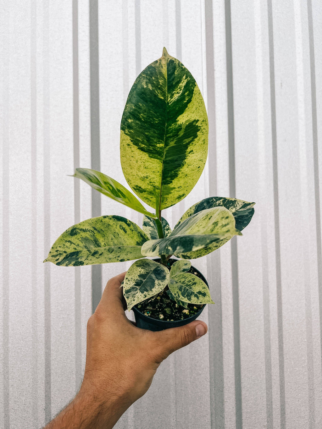 4" Ficus 'Shivereana'
