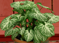 Syngonium Glo Go Starter