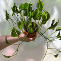 4" Pothos 'Shangrila'