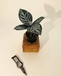 4" Aphelandra 'Nova Fuego'