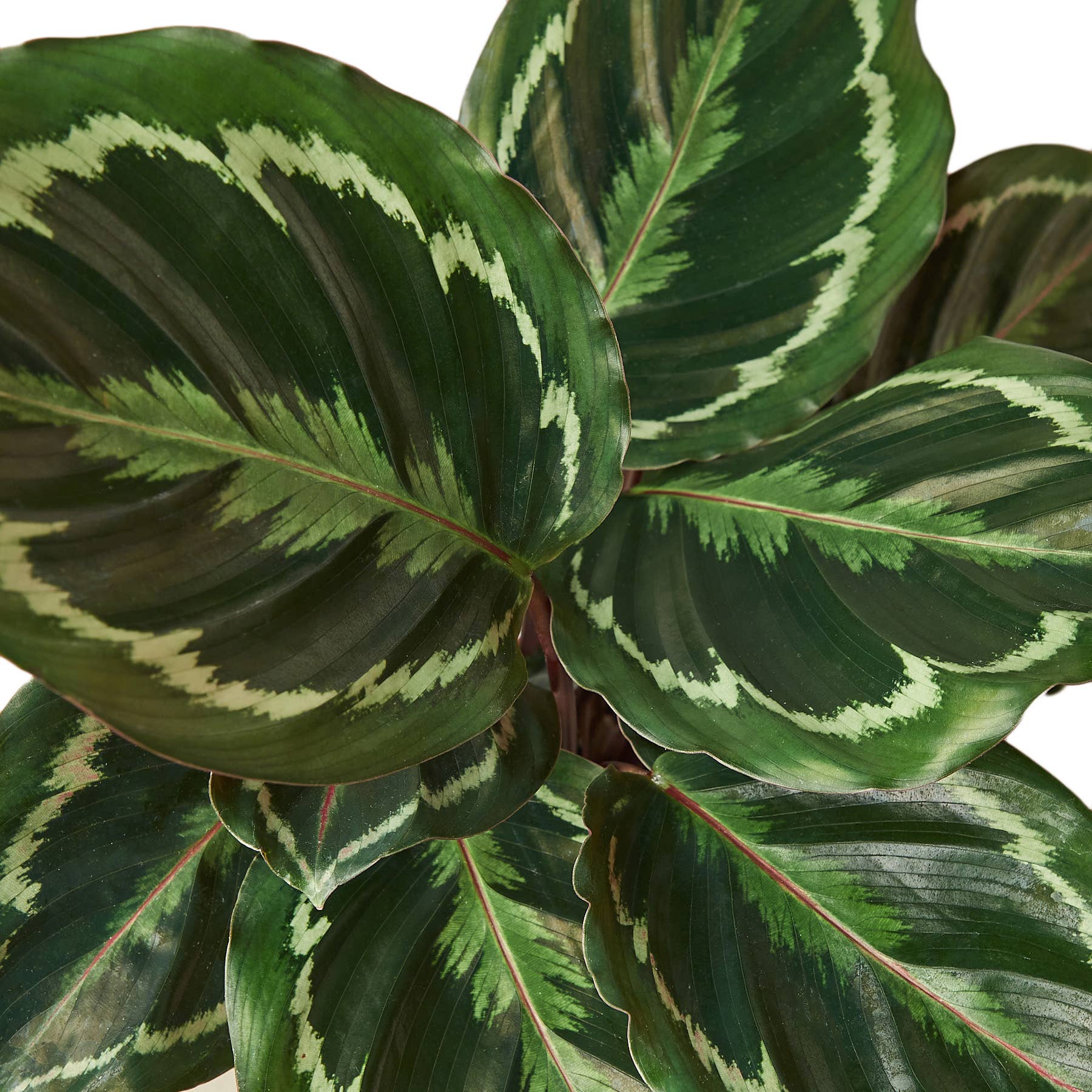 CALATHEA MEDALLION 6-inch