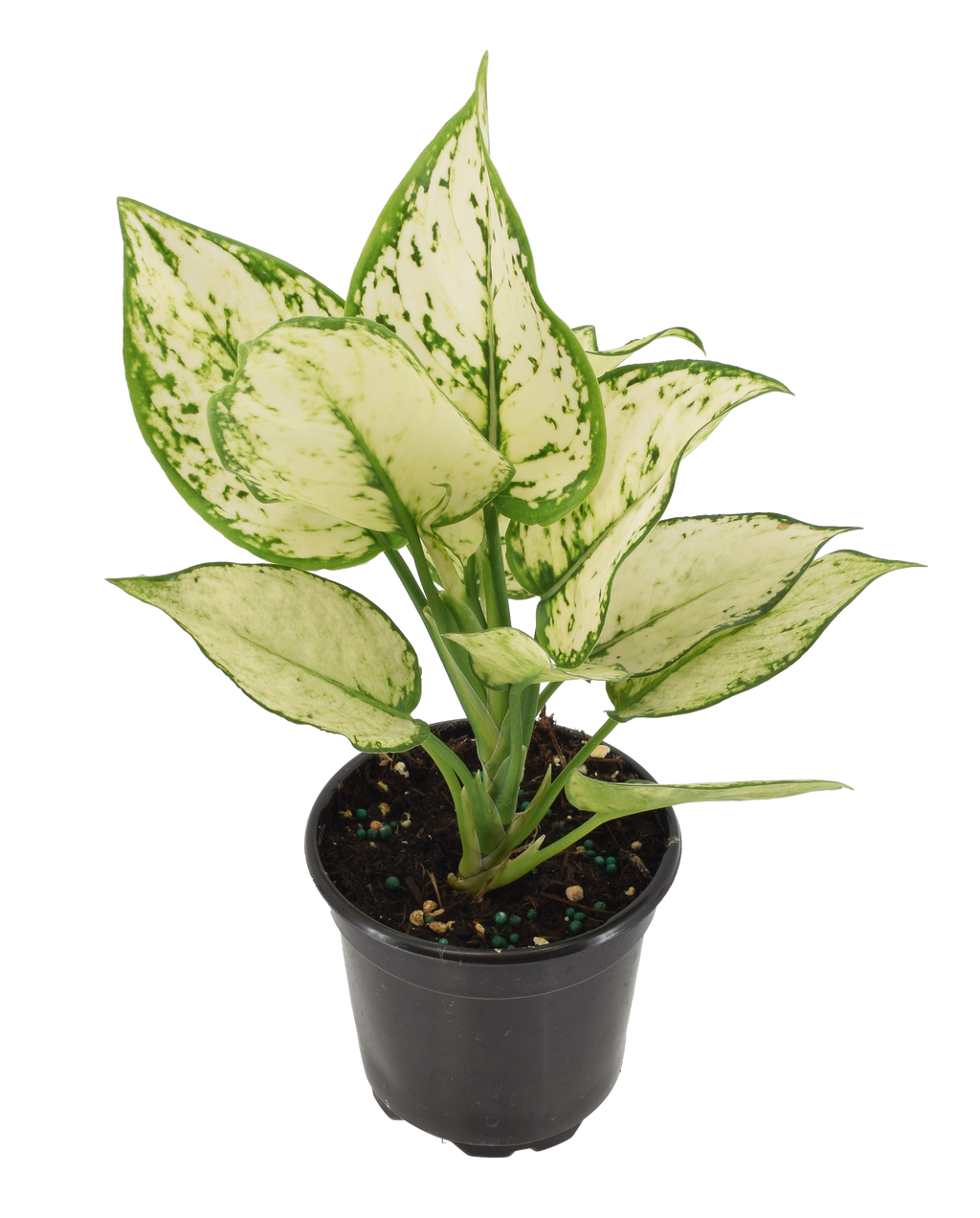 Aglaonema Paragon 4 inch Grower Pot