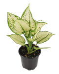 Aglaonema Paragon 4 inch Grower Pot