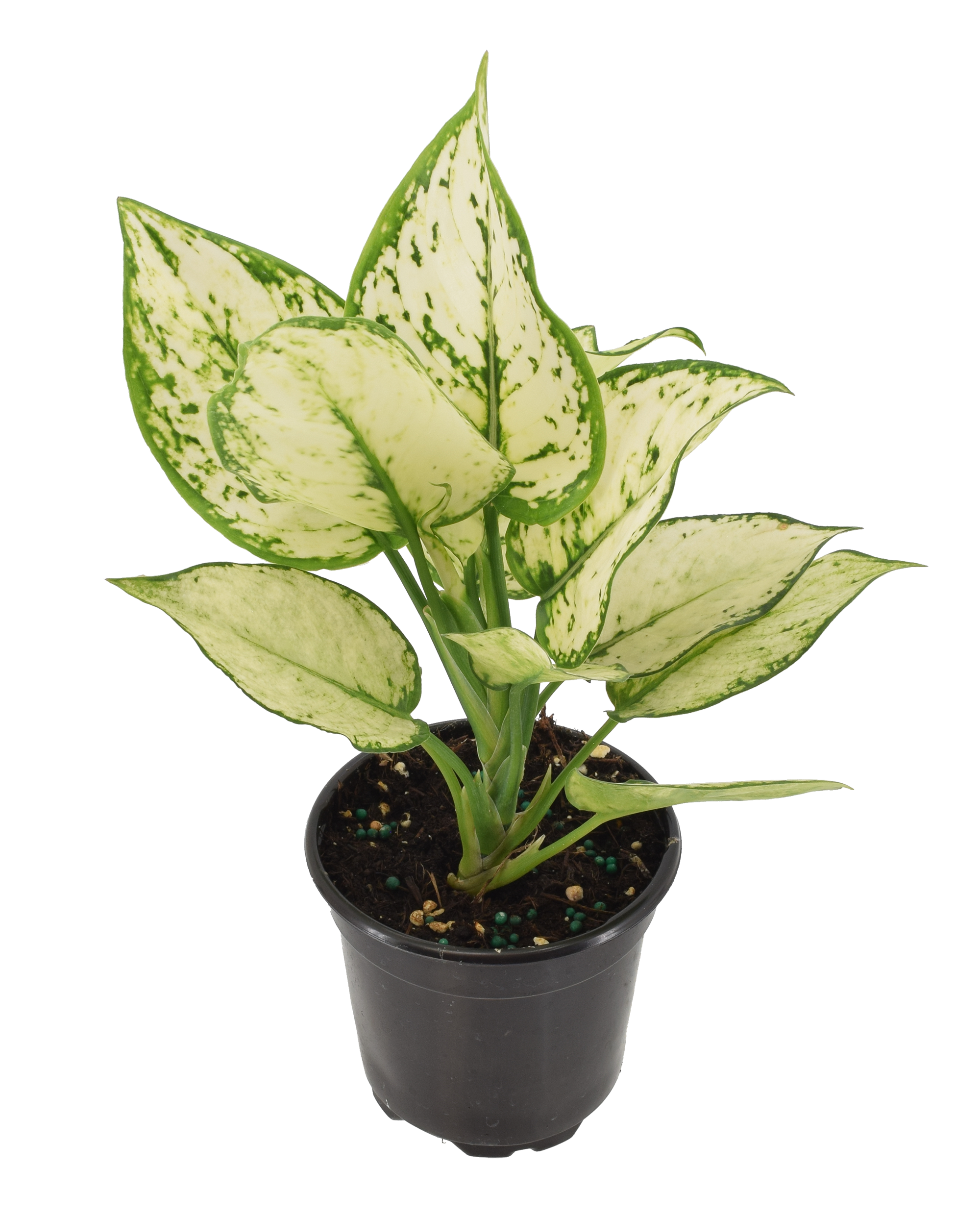 Aglaonema Paragon 4 inch Grower Pot