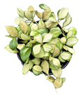 Hoya Heuschkeliana Variegated 4 inch Grower Pot