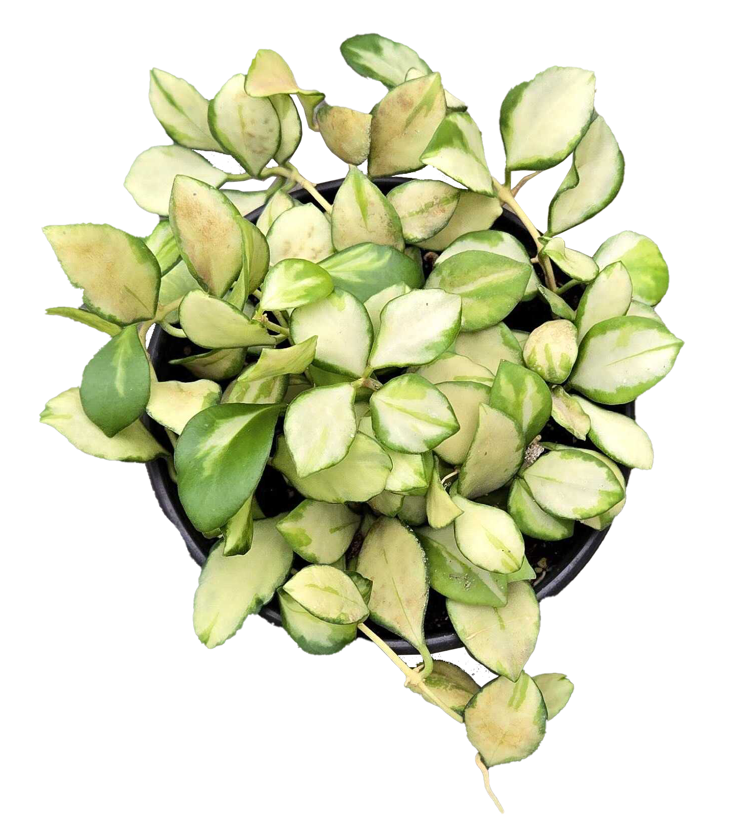 Hoya Heuschkeliana Variegated 4 inch Grower Pot
