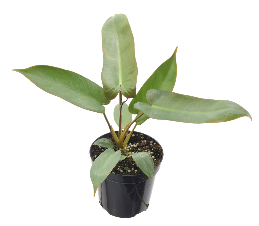 Philodendron Atabapoense 4 inch Grower Pot