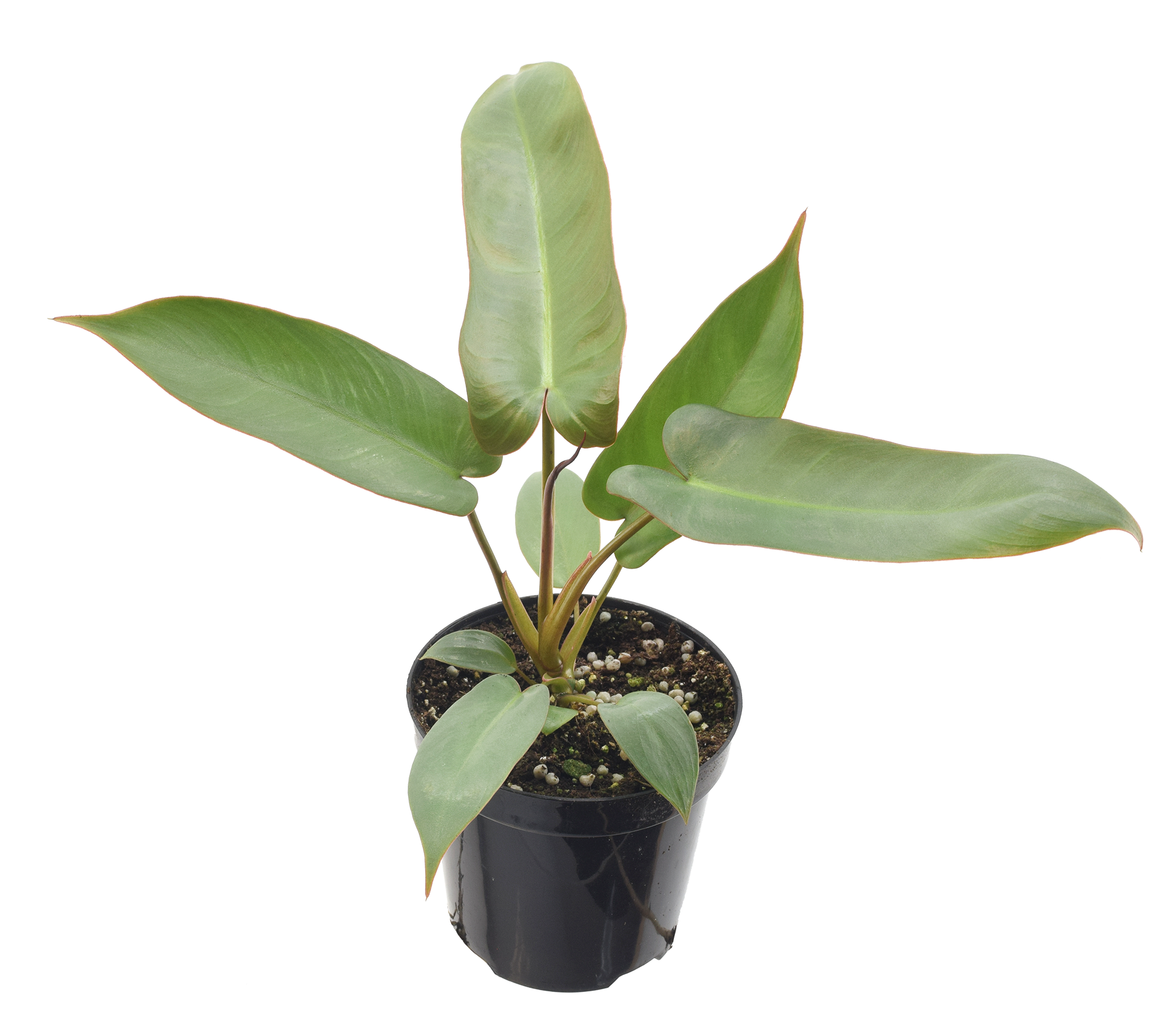 Philodendron Atabapoense 4 inch Grower Pot
