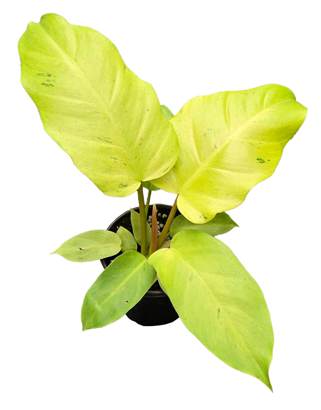 Philodendron Snowdrift 4"