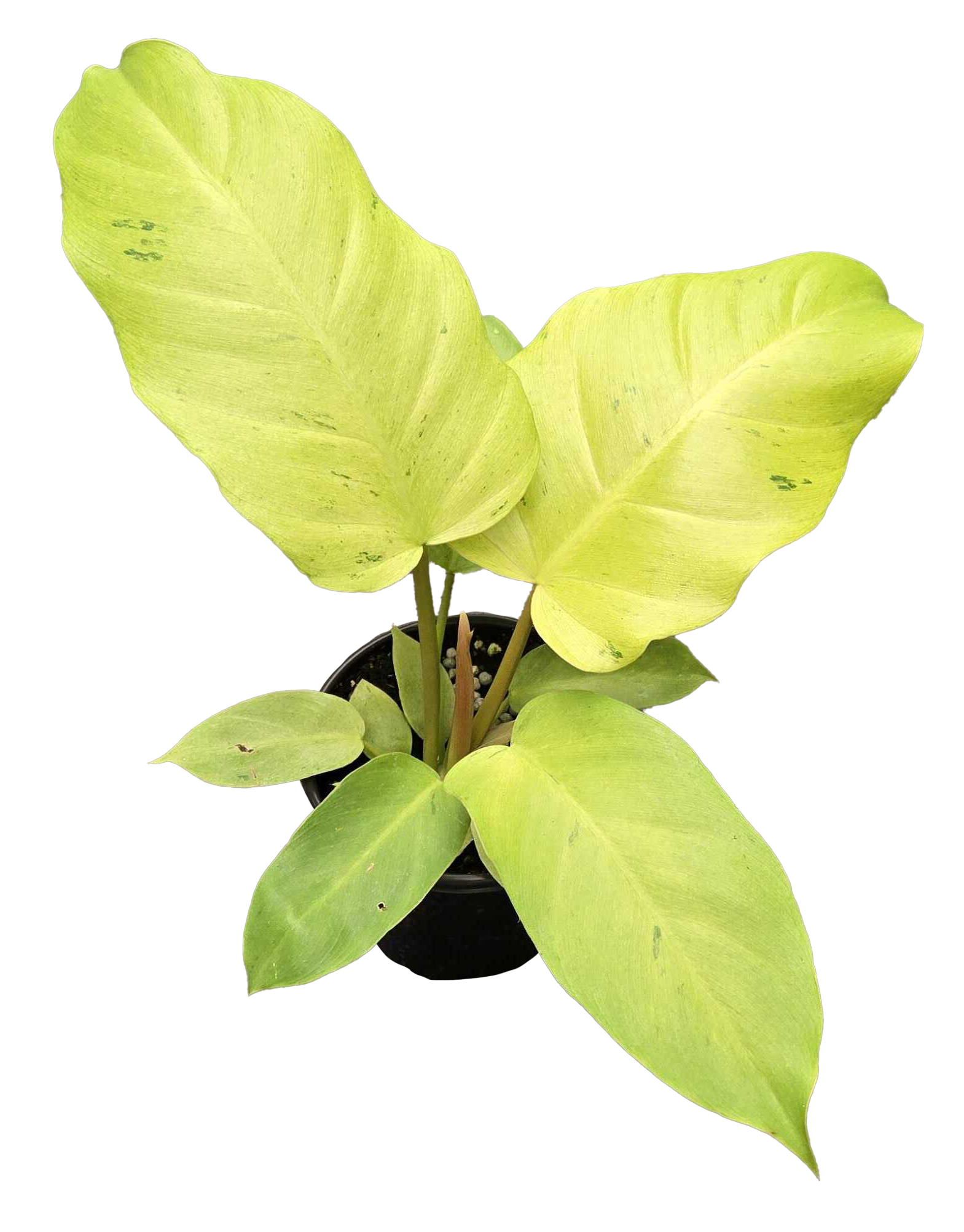 Philodendron Snowdrift 4"