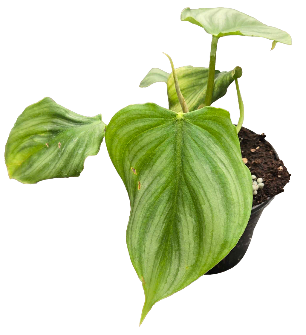 Philodendron Pastazanum x Plowmanii 4 inch Grower Pot