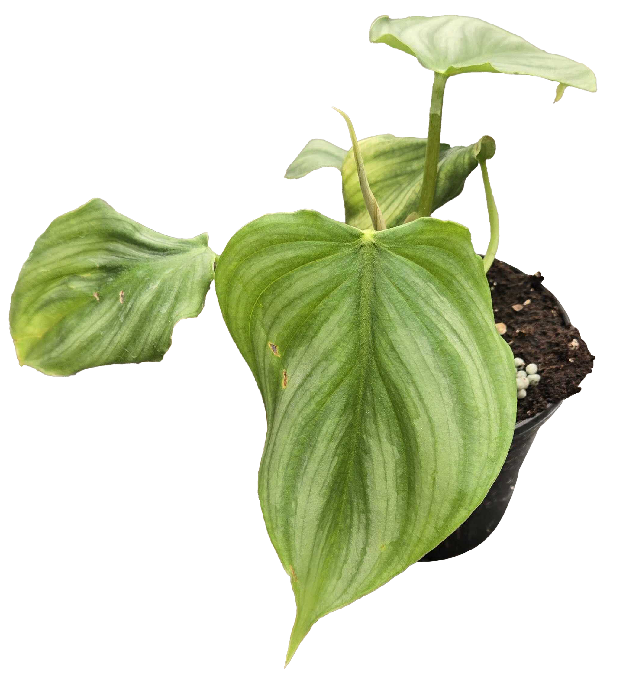 Philodendron Pastazanum x Plowmanii 4 inch Grower Pot