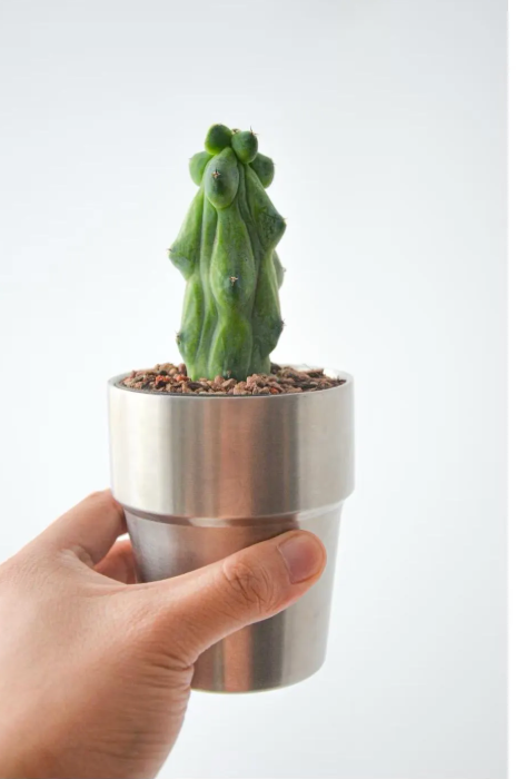 Boobie Cactus