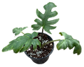 Alocasia Brancifolia 4in Grower Pot