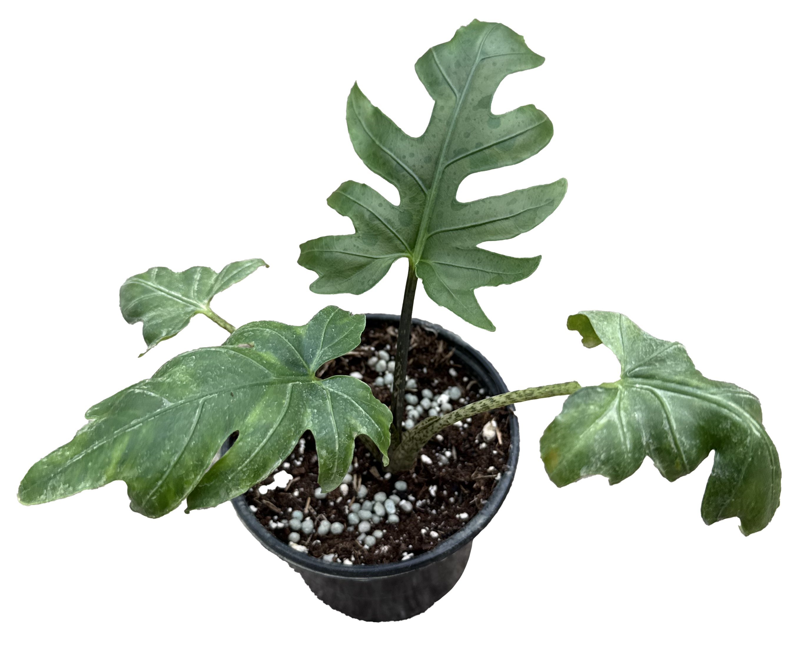 Alocasia Brancifolia 4in Grower Pot