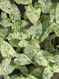 Alocasia Blizzard 4"