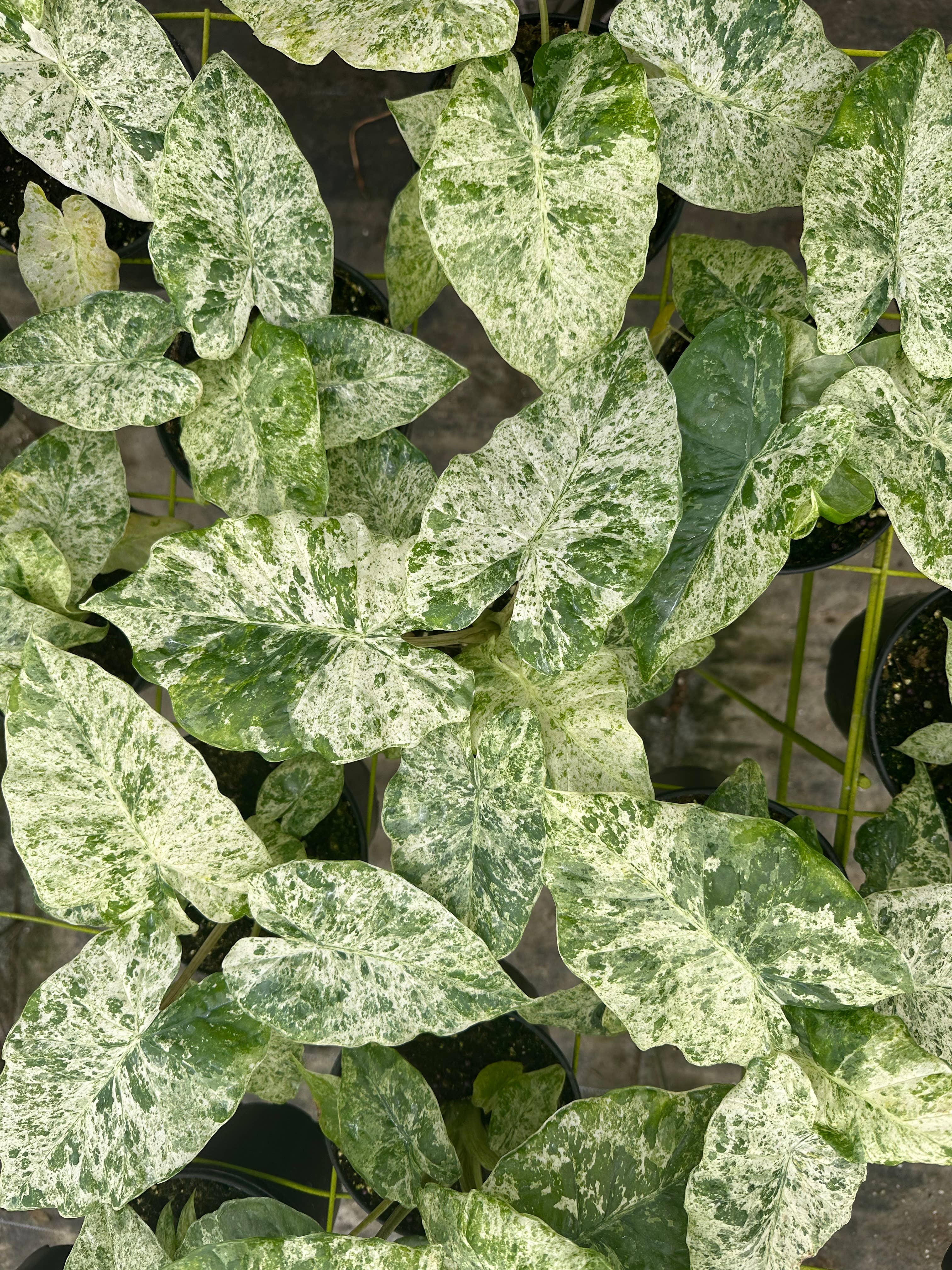 Alocasia Blizzard 4"