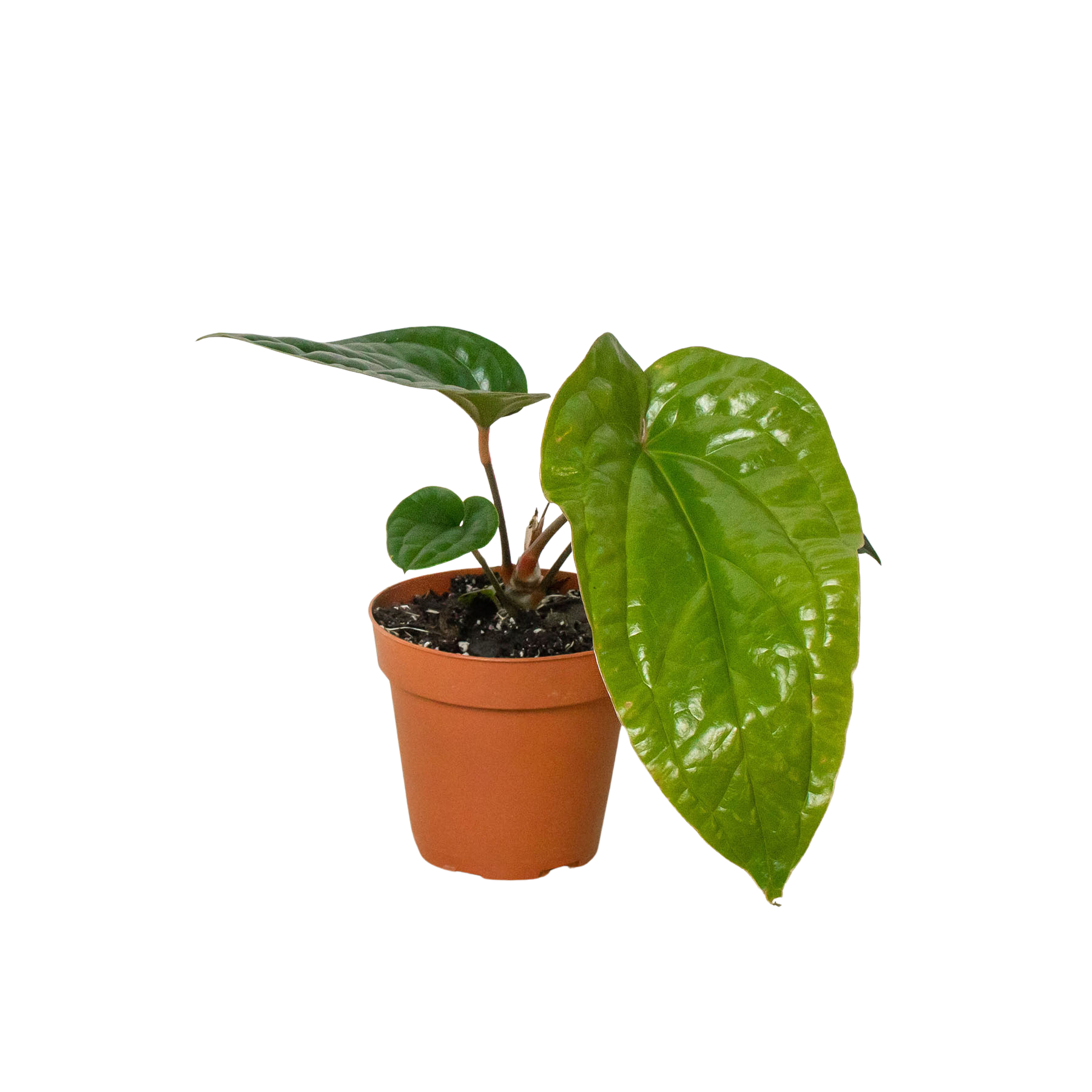 Anthurium 'Radicans x Luxurians': 6" Pot