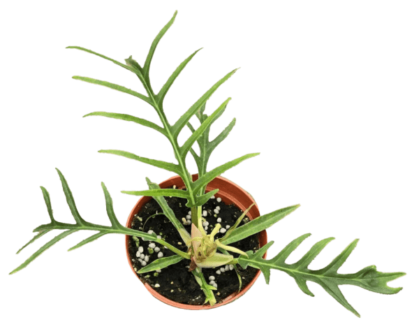 Philodendron Tortum