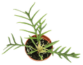 Philodendron Tortum
