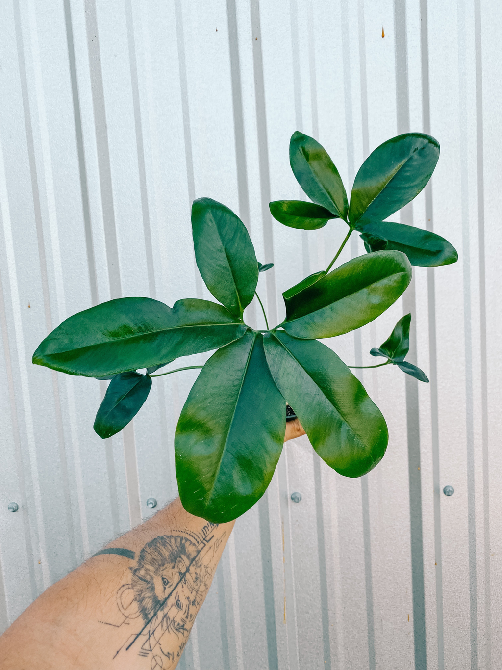4" Thaumatophyllum Spruceanum (Philodendron Goeldii)