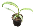 Epipremnum Giganteum Marble Variegated 4"