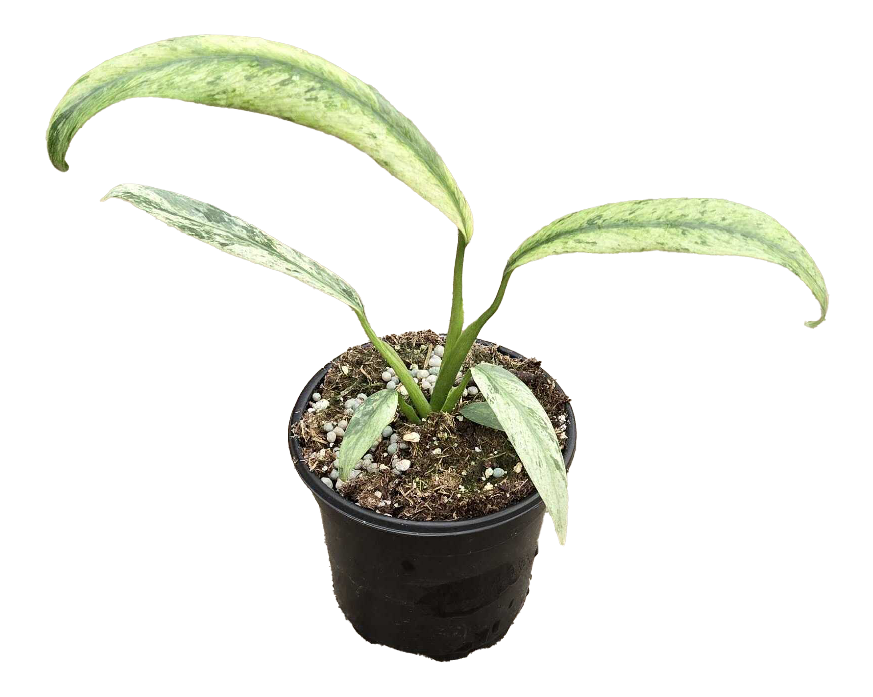 Epipremnum Giganteum Marble Variegated 4"