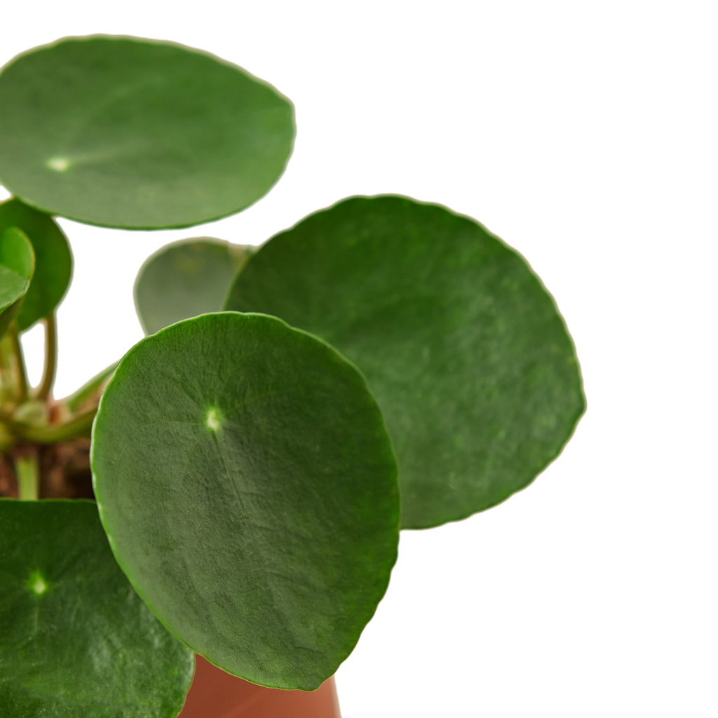 PILEA PEPEROMIODES 4-inch