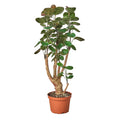 ARALIA FABIAN STUMP 6-inch