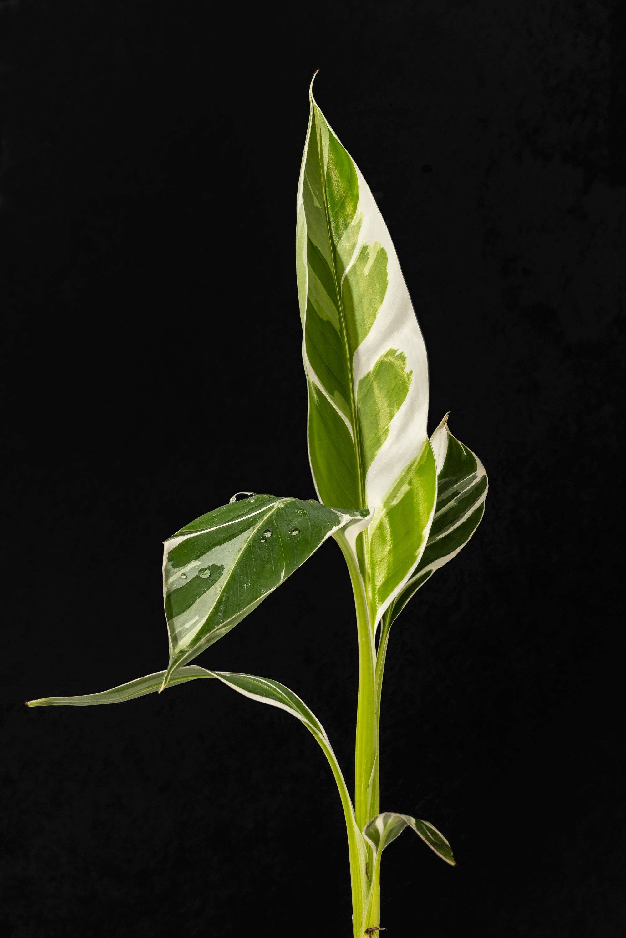 4" Variegated Musa Florida 'Bronana'