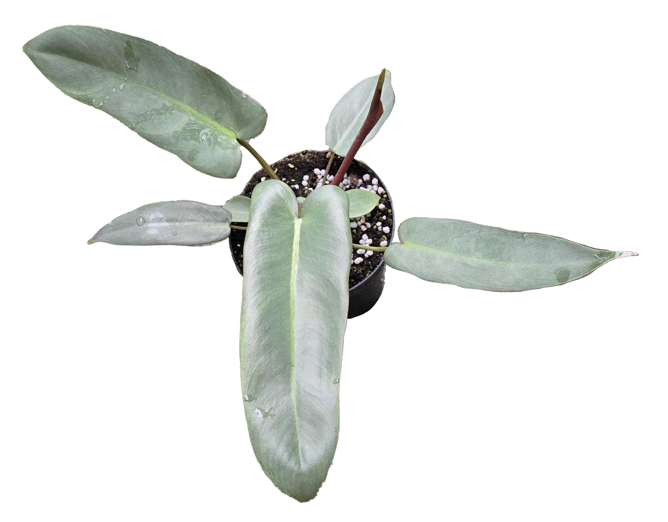 Philodendron Atabapoense 4 inch Grower Pot