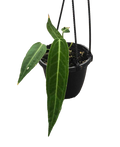 Anthurium Warocqueanum 4in Hanging Basket