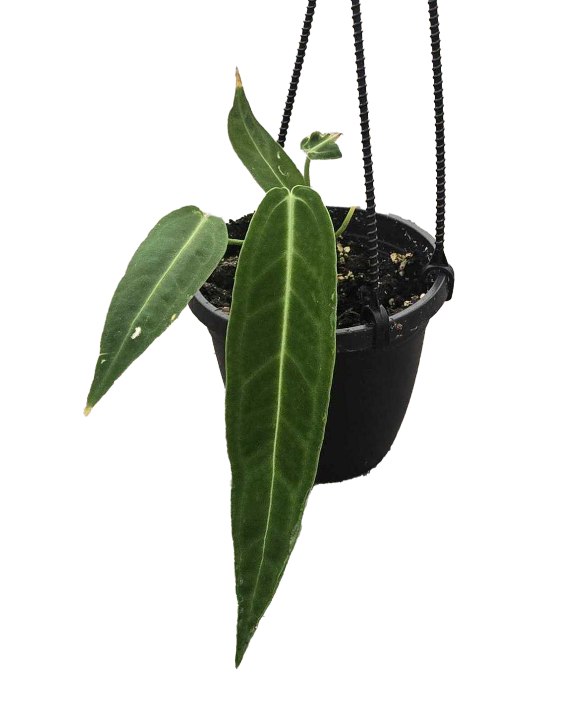 Anthurium Warocqueanum 4in Hanging Basket