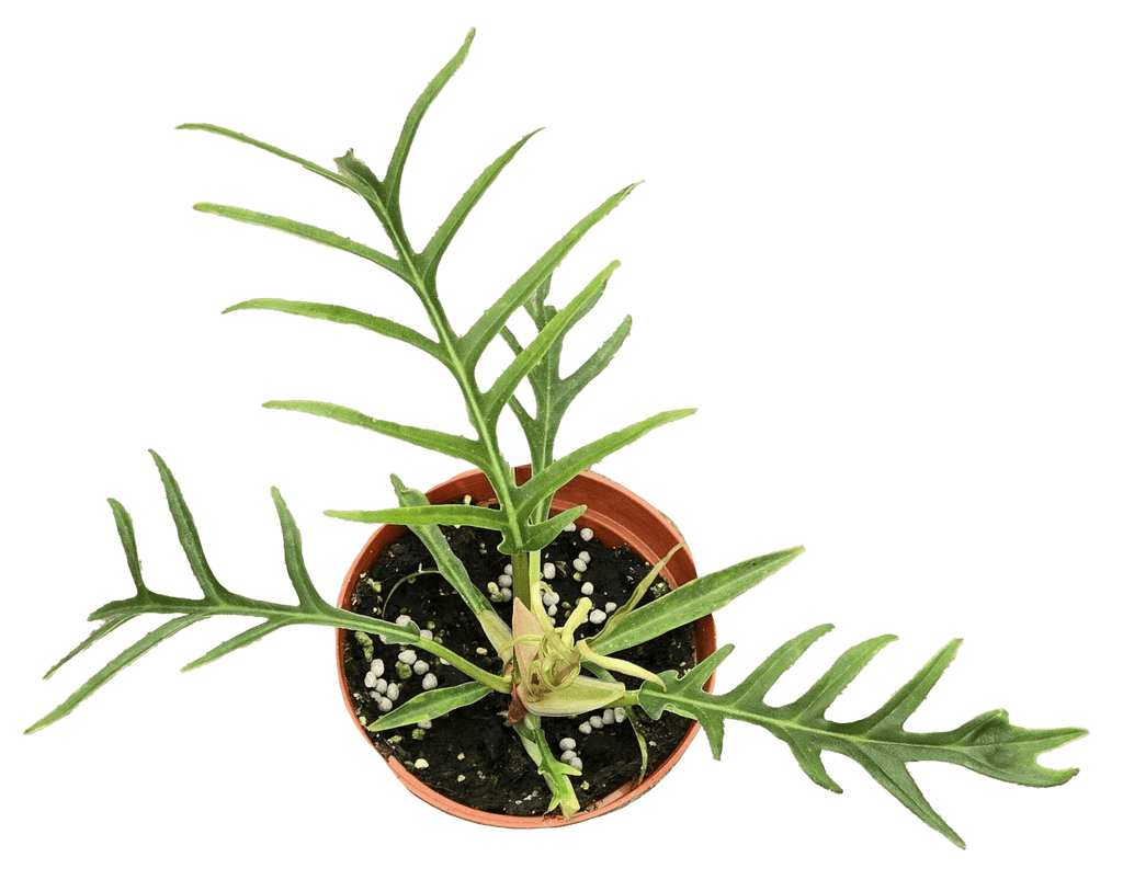 Philodendron Tortum