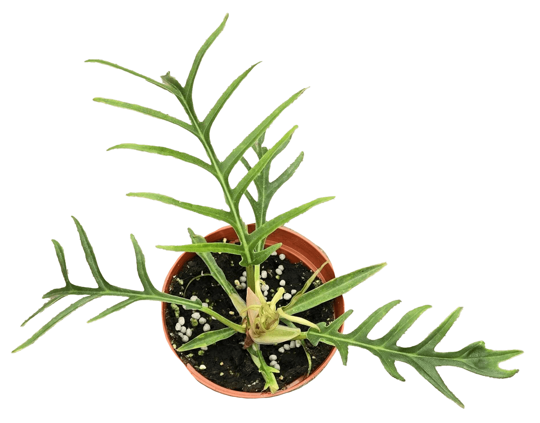 Philodendron Tortum