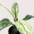 Spathiphyllum 'Jessica'- 4" Pot
