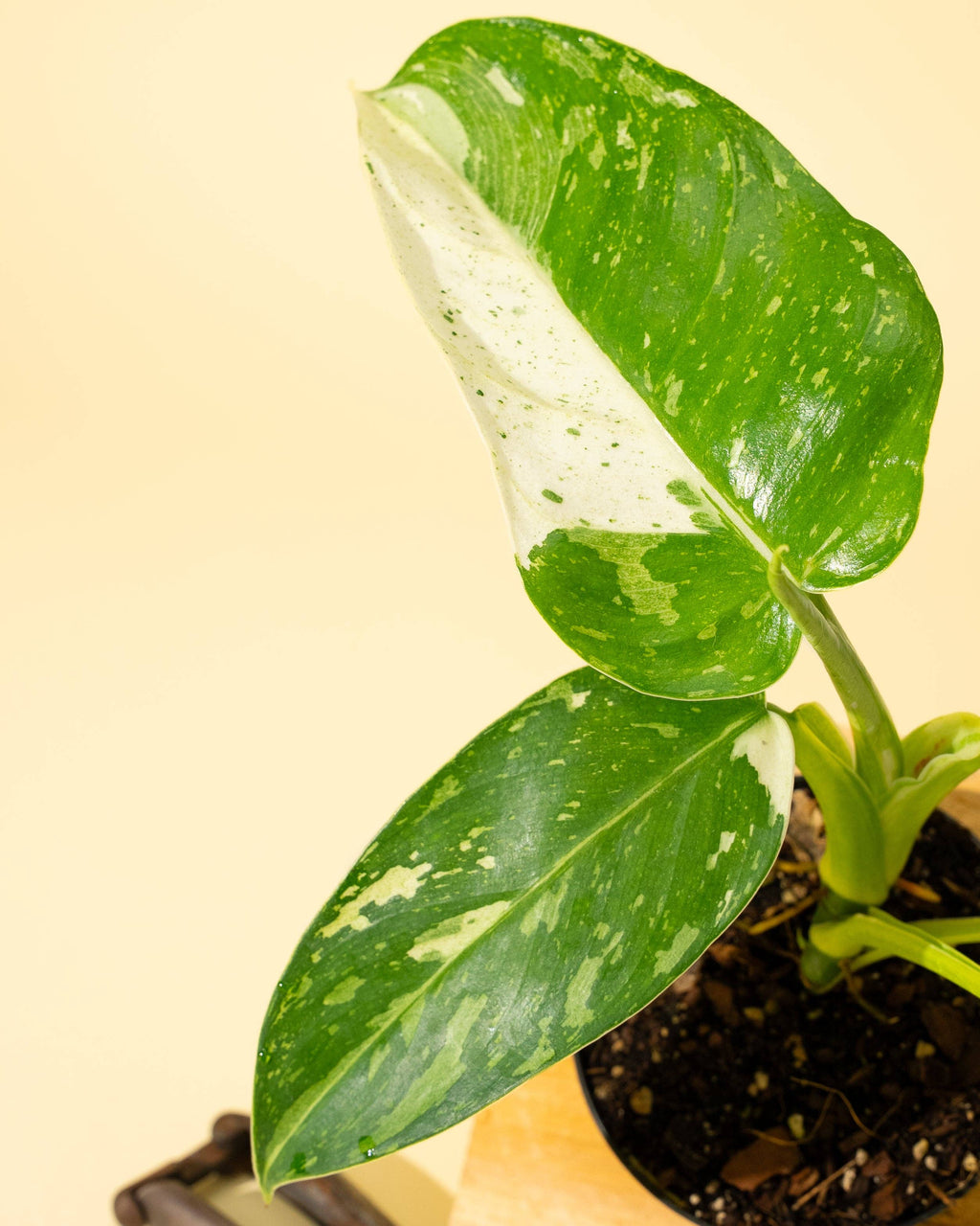 4" Philodendron 'Jose Buono Fiesta'